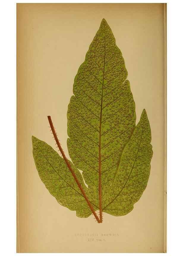 Reproducción/Reproduction 49628467152: Ferns: British and exotic.... London,Groombridge and Sons,1856-60.. 