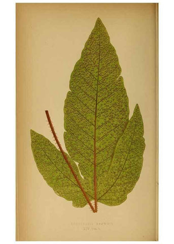 Reproducción/Reproduction 49628467152: Ferns: British and exotic.... London,Groombridge and Sons,1856-60.. 
