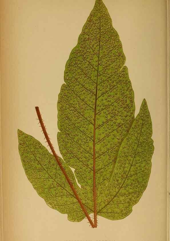Reproducción/Reproduction 49628467152: Ferns: British and exotic.... London,Groombridge and Sons,1856-60.. 