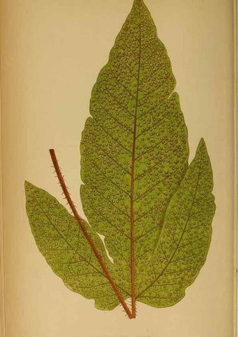 Reproducción/Reproduction 49628467152: Ferns: British and exotic.... London,Groombridge and Sons,1856-60.. 