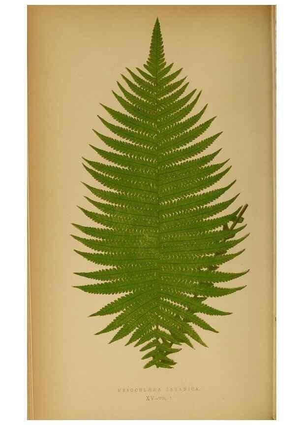 Reproducción/Reproduction 49628467297: Ferns: British and exotic.... London,Groombridge and Sons,1856-60.. 