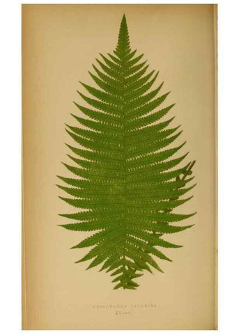 Reproducción/Reproduction 49628467297: Ferns: British and exotic.... London,Groombridge and Sons,1856-60.. 