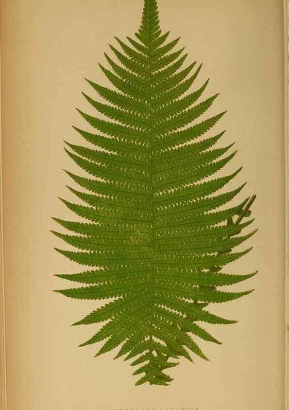 Reproducción/Reproduction 49628467297: Ferns: British and exotic.... London,Groombridge and Sons,1856-60.. 