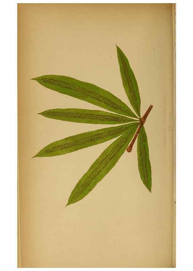 Reproducción/Reproduction 49628467417: Ferns: British and exotic.... London,Groombridge and Sons,1856-60.. 