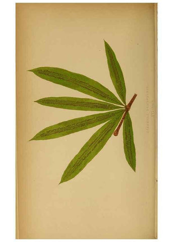 Reproducción/Reproduction 49628467417: Ferns: British and exotic.... London,Groombridge and Sons,1856-60.. 
