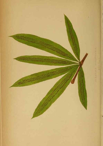 Reproducción/Reproduction 49628467417: Ferns: British and exotic.... London,Groombridge and Sons,1856-60.. 