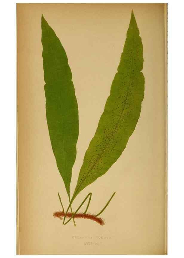 Reproducción/Reproduction 49628192956: Ferns: British and exotic.... London,Groombridge and Sons,1856-60.. 