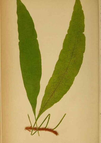 Reproducción/Reproduction 49628192956: Ferns: British and exotic.... London,Groombridge and Sons,1856-60.. 