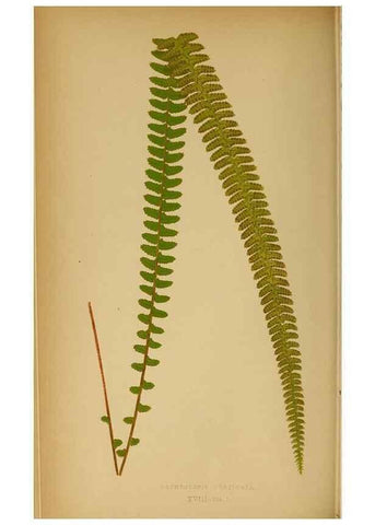 Reproducción/Reproduction 49628467767: Ferns: British and exotic.... London,Groombridge and Sons,1856-60.. 