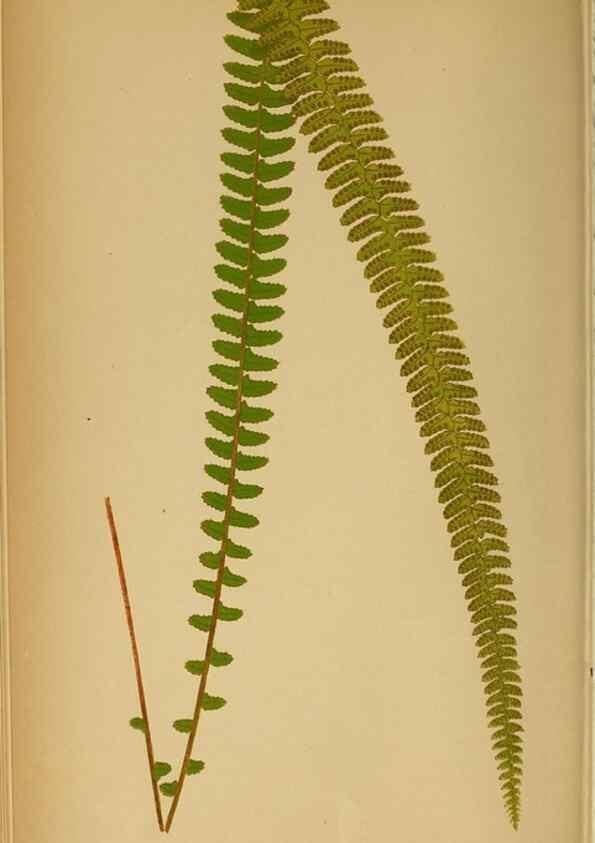 Reproducción/Reproduction 49628467767: Ferns: British and exotic.... London,Groombridge and Sons,1856-60.. 