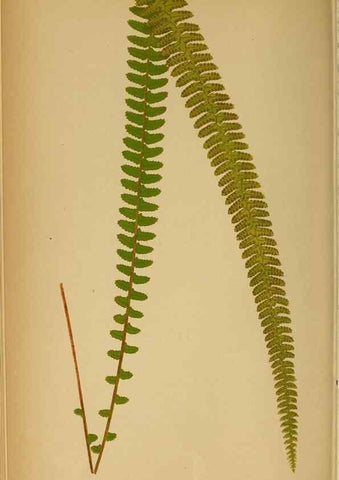 Reproducción/Reproduction 49628467767: Ferns: British and exotic.... London,Groombridge and Sons,1856-60.. 