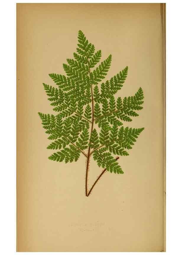 Reproducción/Reproduction 49627675428: Ferns: British and exotic.... London,Groombridge and Sons,1856-60.. 