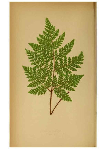 Reproducción/Reproduction 49627675428: Ferns: British and exotic.... London,Groombridge and Sons,1856-60.. 