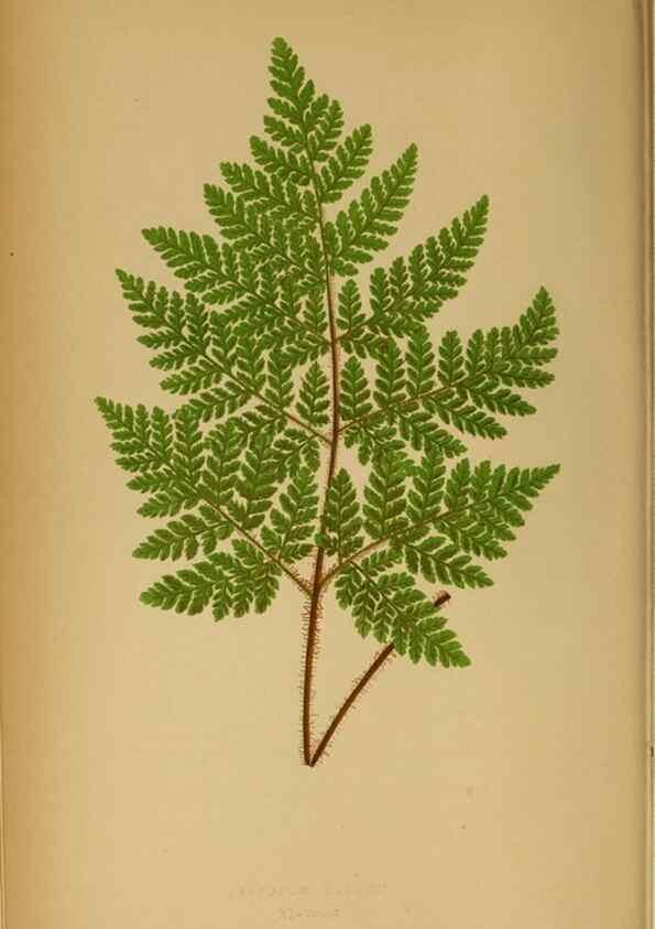 Reproducción/Reproduction 49627675428: Ferns: British and exotic.... London,Groombridge and Sons,1856-60.. 