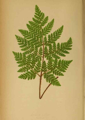 Reproducción/Reproduction 49627675428: Ferns: British and exotic.... London,Groombridge and Sons,1856-60.. 