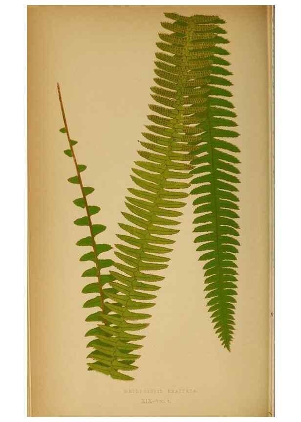 Reproducción/Reproduction 49627676673: Ferns: British and exotic.... London,Groombridge and Sons,1856-60.. 