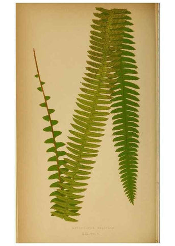 Reproducción/Reproduction 49627676673: Ferns: British and exotic.... London,Groombridge and Sons,1856-60.. 