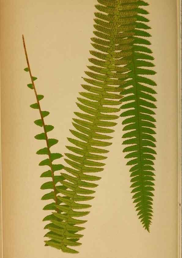 Reproducción/Reproduction 49627676673: Ferns: British and exotic.... London,Groombridge and Sons,1856-60.. 