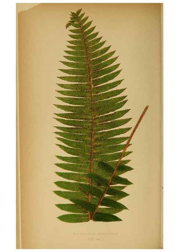 Reproducción/Reproduction 49628468427: Ferns: British and exotic.... London,Groombridge and Sons,1856-60.. 
