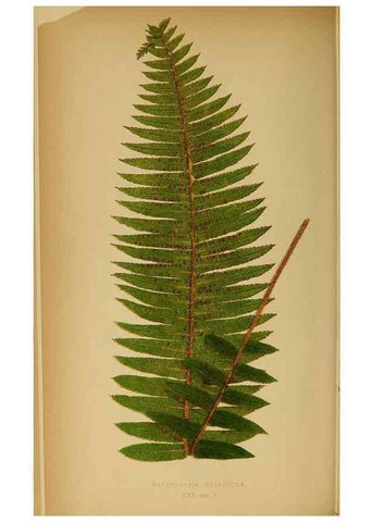 Reproducción/Reproduction 49628468427: Ferns: British and exotic.... London,Groombridge and Sons,1856-60.. 