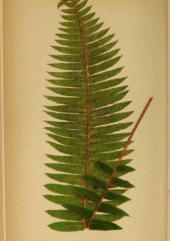 Reproducción/Reproduction 49628468427: Ferns: British and exotic.... London,Groombridge and Sons,1856-60.. 