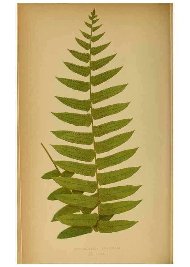 Reproducción/Reproduction 49628193901: Ferns: British and exotic.... London,Groombridge and Sons,1856-60.. 