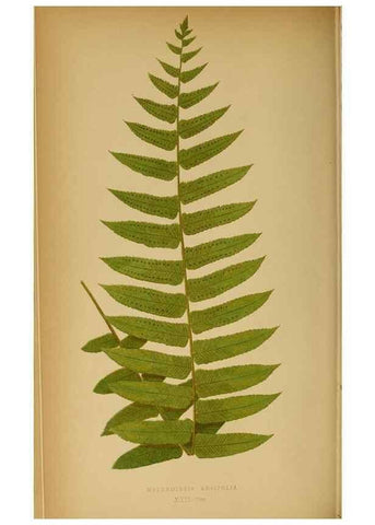 Reproducción/Reproduction 49628193901: Ferns: British and exotic.... London,Groombridge and Sons,1856-60.. 