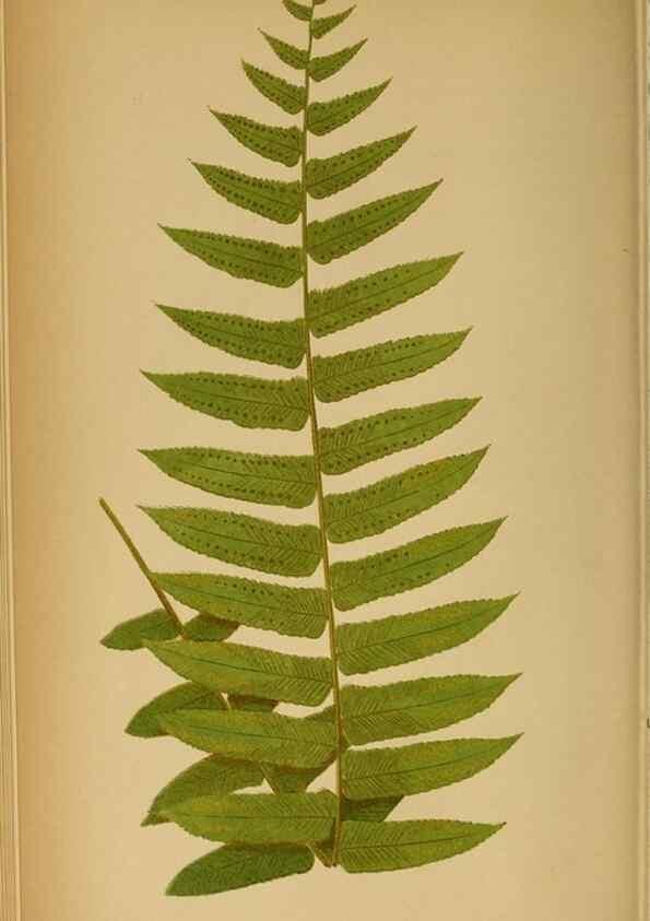 Reproducción/Reproduction 49628193901: Ferns: British and exotic.... London,Groombridge and Sons,1856-60.. 
