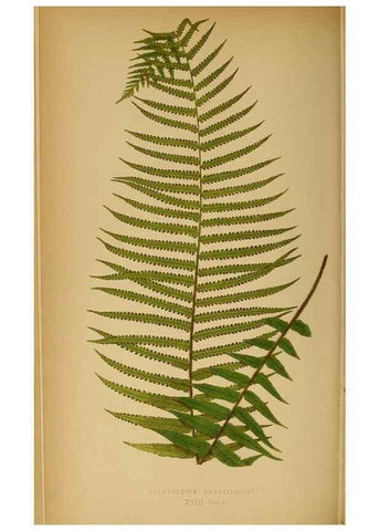 Reproducción/Reproduction 49627677578: Ferns: British and exotic.... London,Groombridge and Sons,1856-60.. 