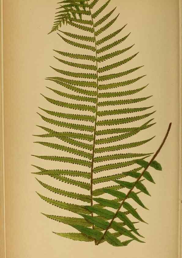 Reproducción/Reproduction 49627677578: Ferns: British and exotic.... London,Groombridge and Sons,1856-60.. 