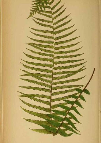 Reproducción/Reproduction 49627677578: Ferns: British and exotic.... London,Groombridge and Sons,1856-60.. 