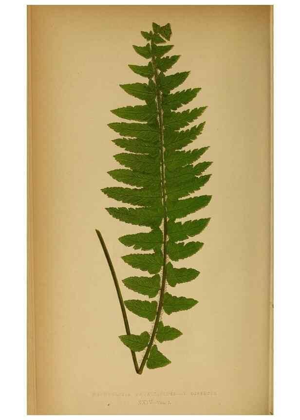 Reproducción/Reproduction 49628469037: Ferns: British and exotic.... London,Groombridge and Sons,1856-60.. 