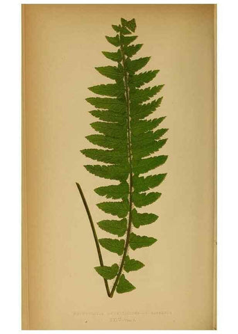 Reproducción/Reproduction 49628469037: Ferns: British and exotic.... London,Groombridge and Sons,1856-60.. 