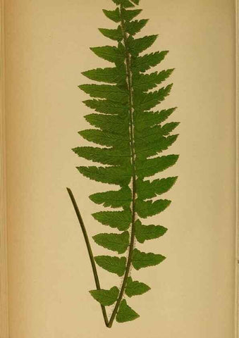 Reproducción/Reproduction 49628469037: Ferns: British and exotic.... London,Groombridge and Sons,1856-60.. 