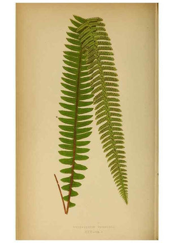 Reproducción/Reproduction 49627677988: Ferns: British and exotic.... London,Groombridge and Sons,1856-60.. 