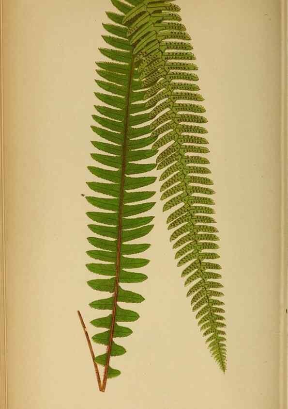 Reproducción/Reproduction 49627677988: Ferns: British and exotic.... London,Groombridge and Sons,1856-60.. 
