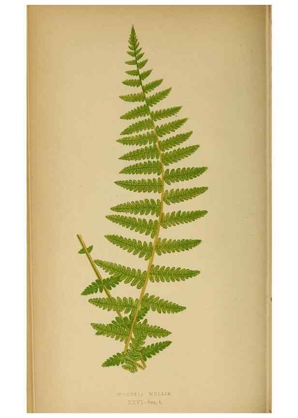 Reproducción/Reproduction 49628469467: Ferns: British and exotic.... London,Groombridge and Sons,1856-60.. 