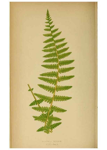 Reproducción/Reproduction 49628469467: Ferns: British and exotic.... London,Groombridge and Sons,1856-60.. 