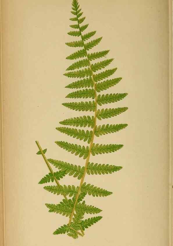 Reproducción/Reproduction 49628469467: Ferns: British and exotic.... London,Groombridge and Sons,1856-60.. 