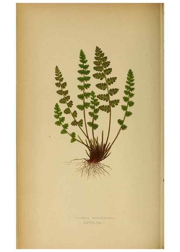 Reproducción/Reproduction 49628194841: Ferns: British and exotic.... London,Groombridge and Sons,1856-60.. 