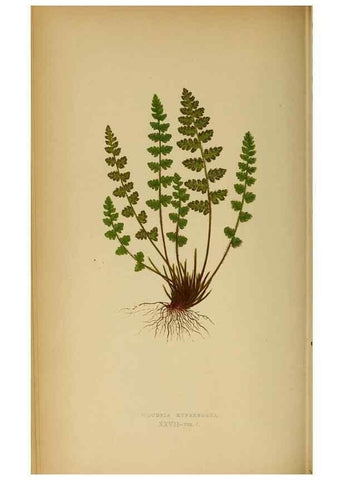 Reproducción/Reproduction 49628194841: Ferns: British and exotic.... London,Groombridge and Sons,1856-60.. 