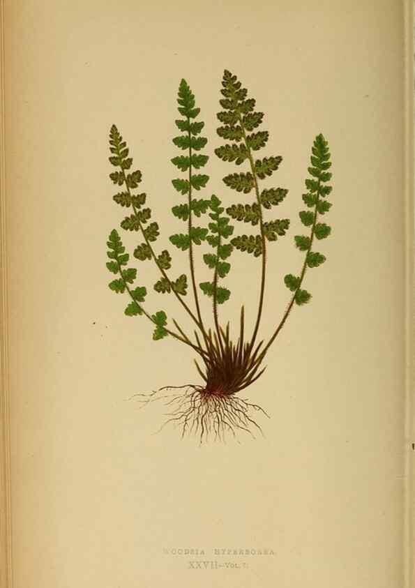 Reproducción/Reproduction 49628194841: Ferns: British and exotic.... London,Groombridge and Sons,1856-60.. 