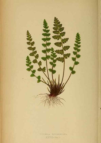 Reproducción/Reproduction 49628194841: Ferns: British and exotic.... London,Groombridge and Sons,1856-60.. 