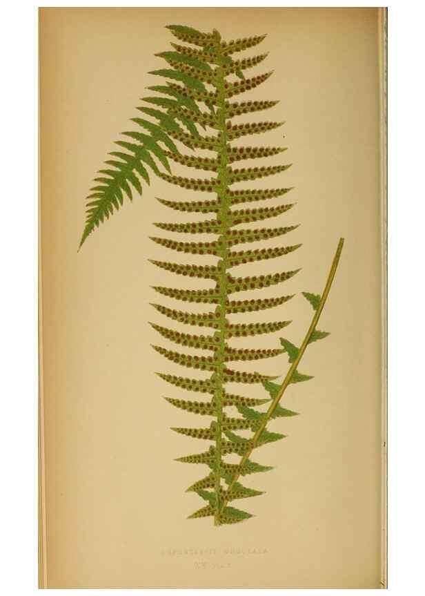 Reproducción/Reproduction 49628468192: Ferns: British and exotic.... London,Groombridge and Sons,1856-60.. 