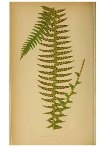 Reproducción/Reproduction 49628468192: Ferns: British and exotic.... London,Groombridge and Sons,1856-60.. 