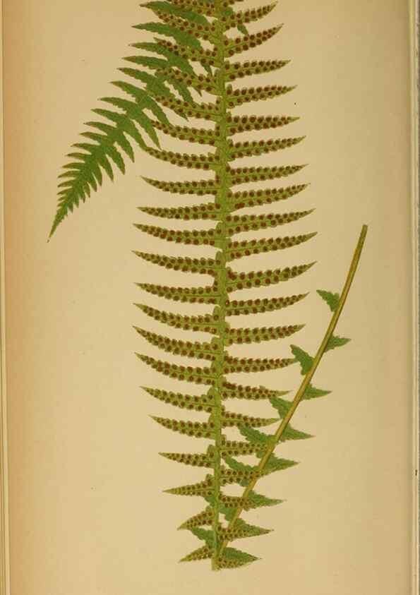 Reproducción/Reproduction 49628468192: Ferns: British and exotic.... London,Groombridge and Sons,1856-60.. 