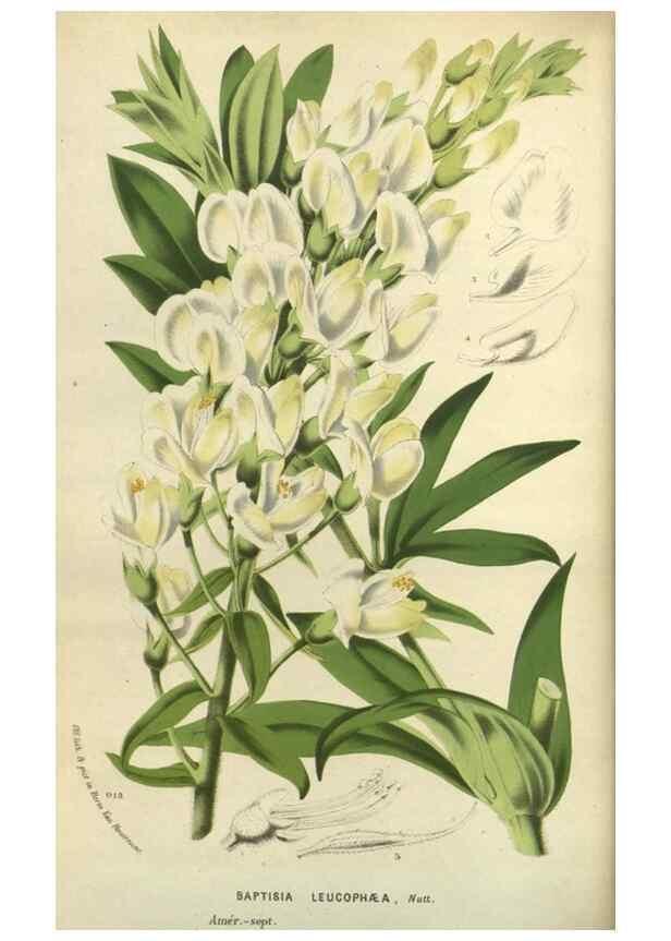 Reproducción/Reproduction 49588877377: Flore des serres et des jardins de l'Europe. A Gand :chez Louis van Houtte, eÌditeur,1845-1880.. 