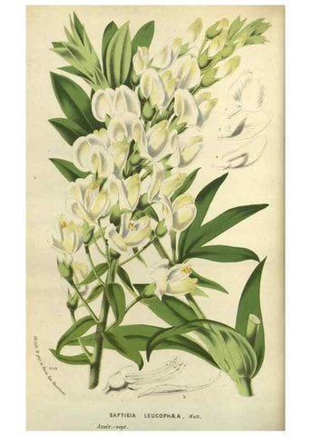 Reproducción/Reproduction 49588877377: Flore des serres et des jardins de l'Europe. A Gand :chez Louis van Houtte, eÌditeur,1845-1880.. 