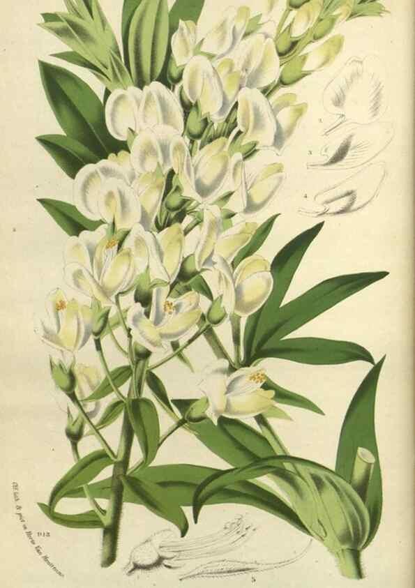 Reproducción/Reproduction 49588877377: Flore des serres et des jardins de l'Europe. A Gand :chez Louis van Houtte, eÌditeur,1845-1880.. 