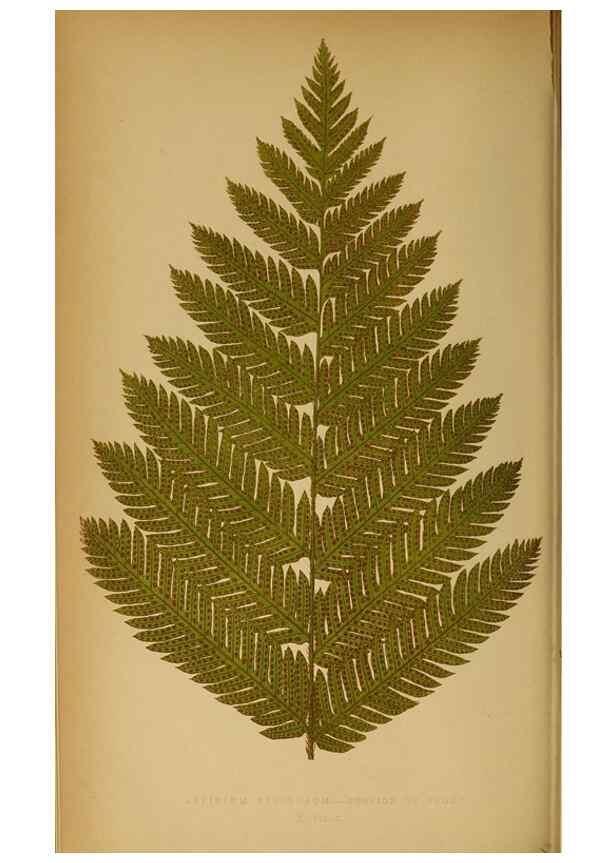 Reproducción/Reproduction 49628466422: Ferns: British and exotic.... London,Groombridge and Sons,1856-60.. 